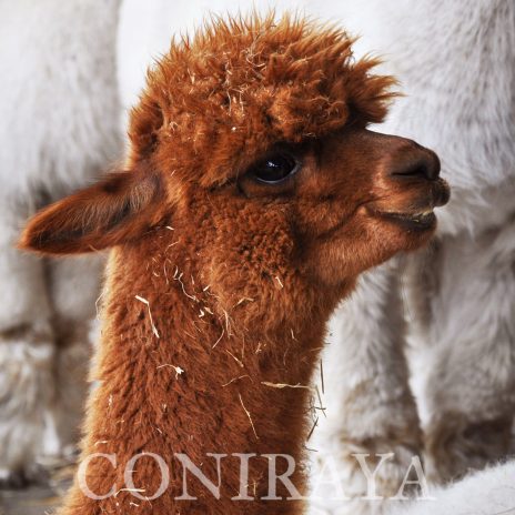 Coniraya QAI Balbina 2