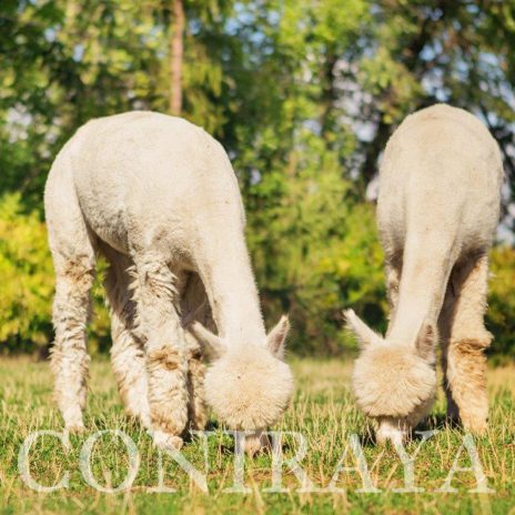 Coniraya QAI Colo Colin 2