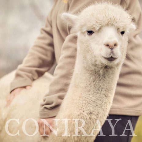 Coniraya QAI Colo Colin 3