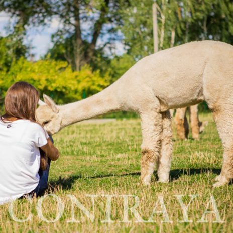 Coniraya QAI Colo Colin 4