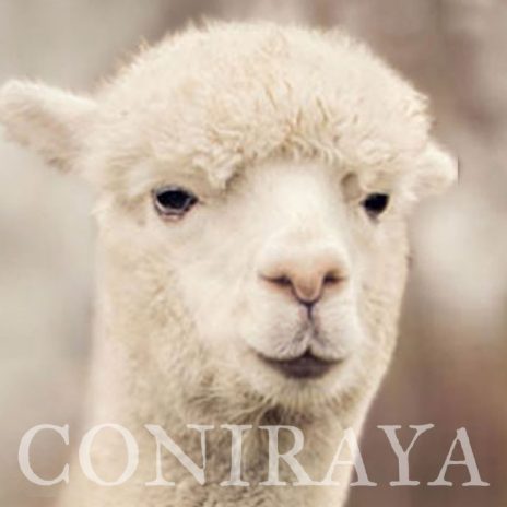 Coniraya QAI Colo Colin 6