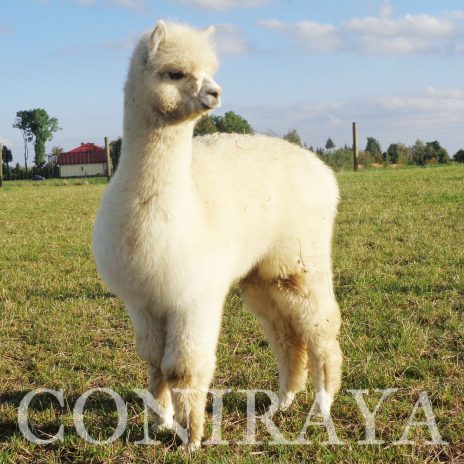 Coniraya QAI Colo Colin 7