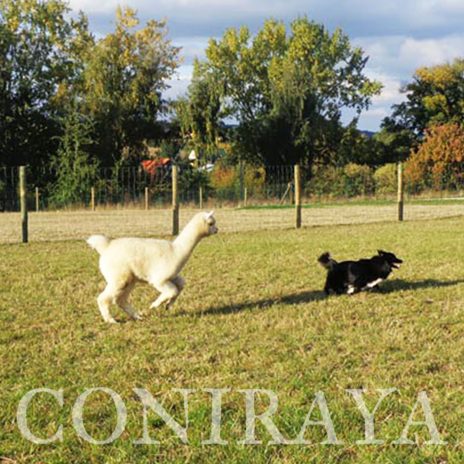 Coniraya QAI Colo Colin 8