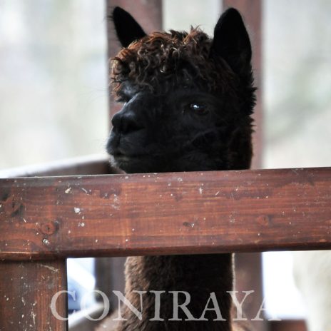 Coniraya QAI Ebony 2