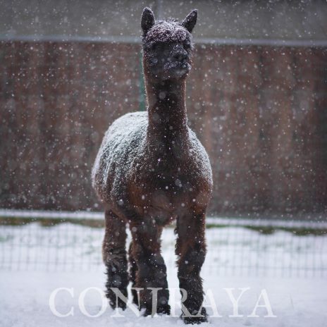 Coniraya QAI Ebony 3