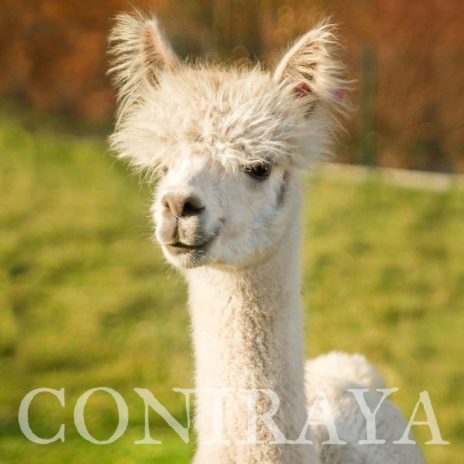 Coniraya QAI Grizelda 2