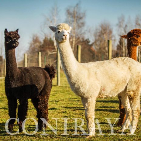 Coniraya QAI Hania 2