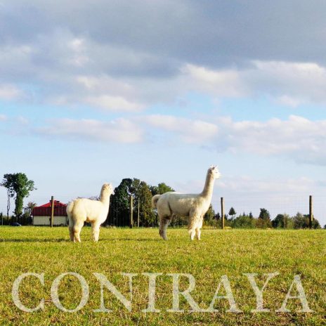 Coniraya QAI Hania 3