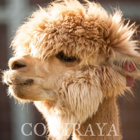 Coniraya QAI Iquilla 1