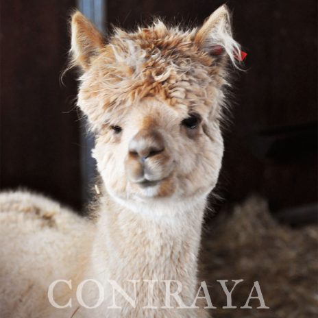 Coniraya QAI Iquilla 3