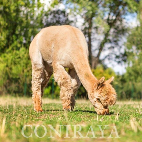 Coniraya QAI Iquilla 5