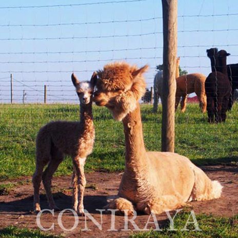 Coniraya QAI Iquilla 6