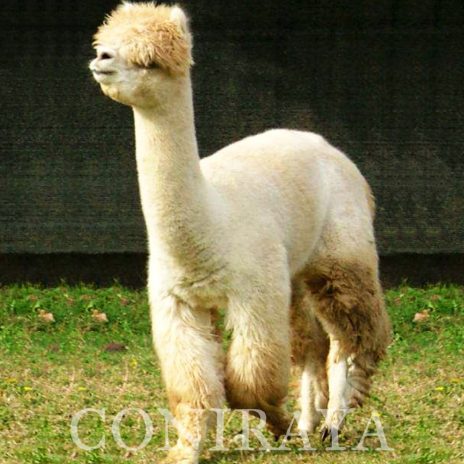 Having fun!  QAI Julio Cesar and QAI Aquilles