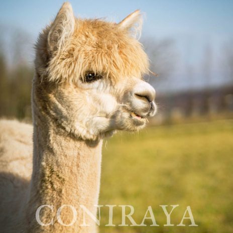 Coniraya QAI Milary 2