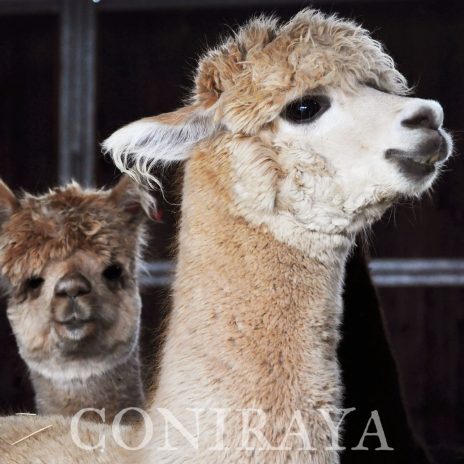 Coniraya QAI Milary 3