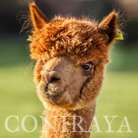 Coniraya QAI Sarita 2