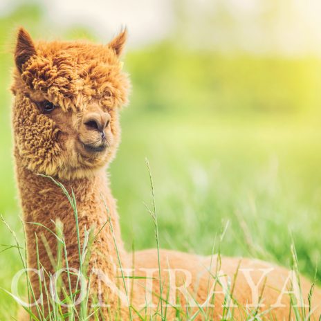 Coniraya QAI Sarita 4