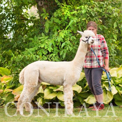 Coniraya QAI Sorento 3