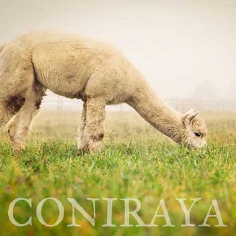 Coniraya QAI Sorento 4