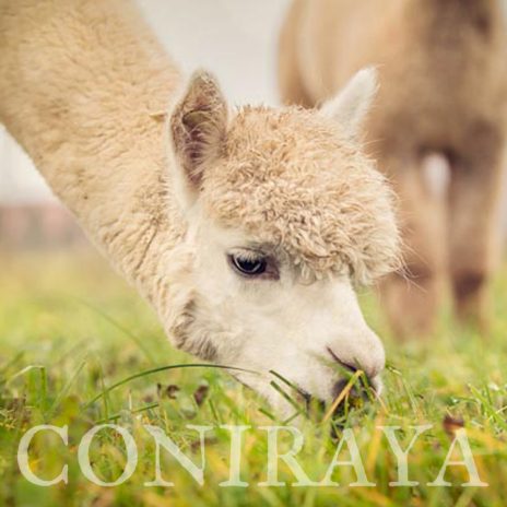 Coniraya QAI Sorento 5