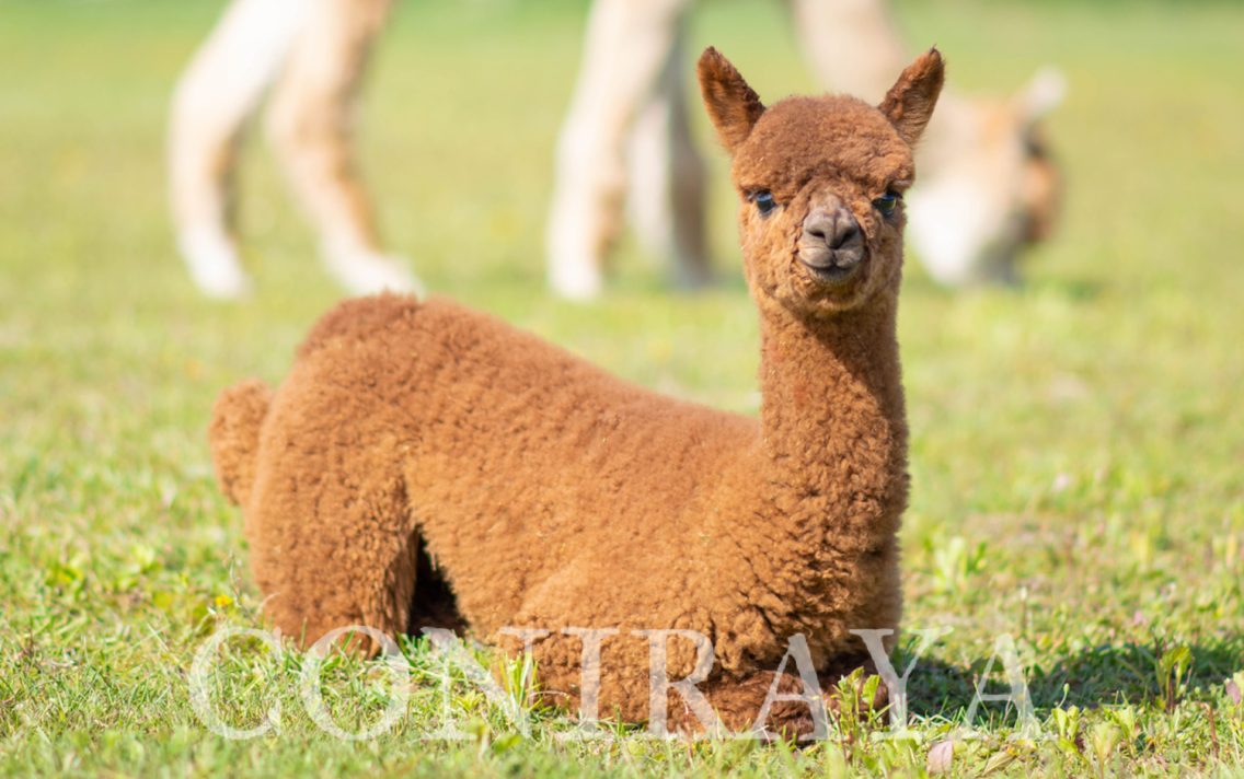 main image: Rozród i neonatologia alpak 10.08.2024r.