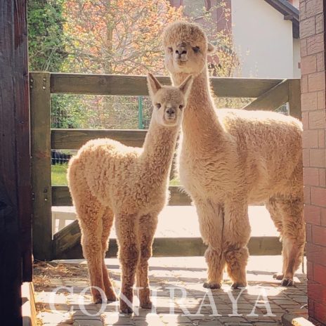 Coniraya Ruben Wielki 2