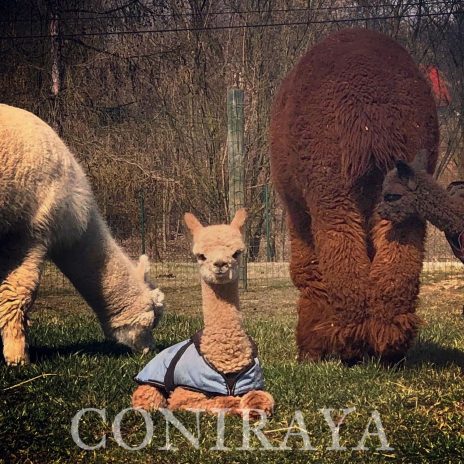 Coniraya Ruben Wielki 3