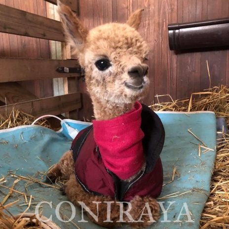 Coniraya Ruben Wielki 4