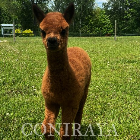 Coniraya Safira of Mars 2