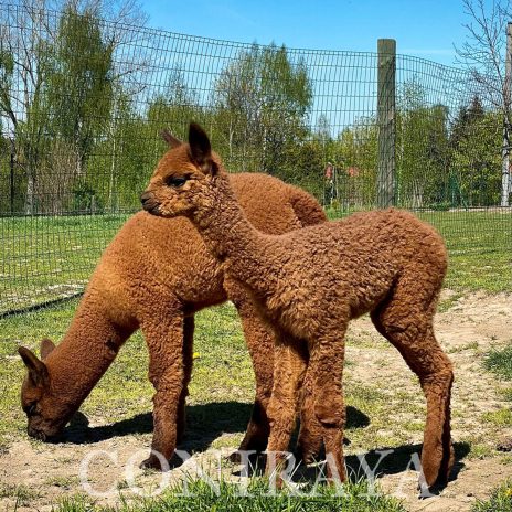 Coniraya Safira of Mars 3