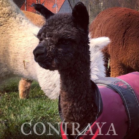 Coniraya Sargon Wielki 2