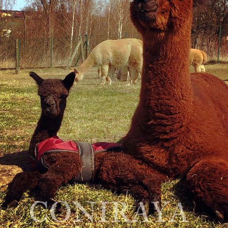 Coniraya Sargon Wielki 3