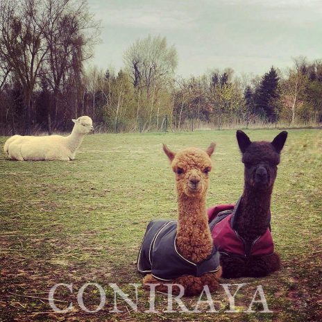 Coniraya Sestu Wielki 2