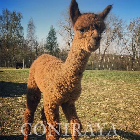 Coniraya Sestu Wielki 3