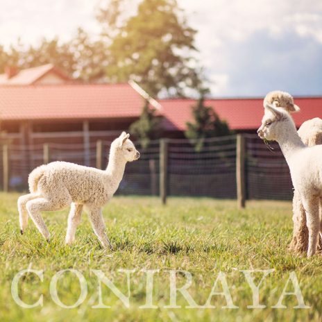 Coniraya Signior Sagit 1