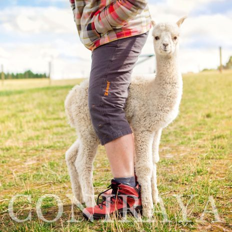 Coniraya Signior Sagit 2