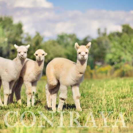 Coniraya Signior Sol 2