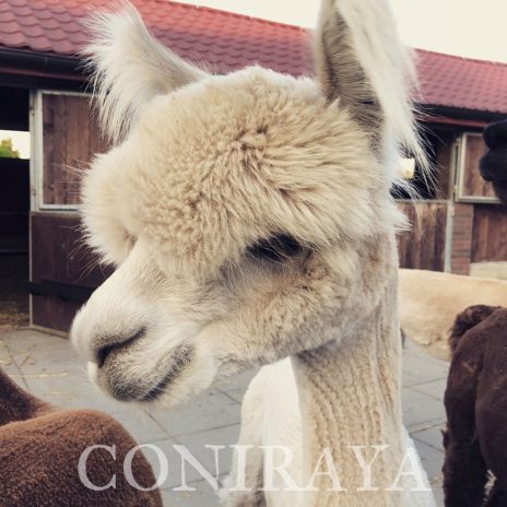 Coniraya Signior Teno 4