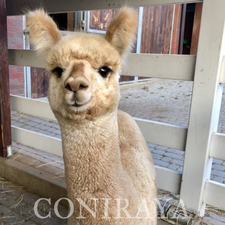 Coniraya Signor Herakles 2