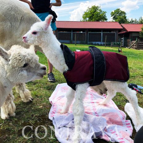 Coniraya Signor Sawu 1