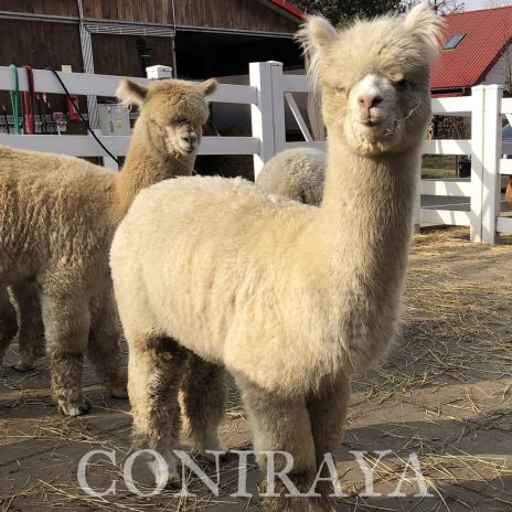 Coniraya Signor Sawu 2