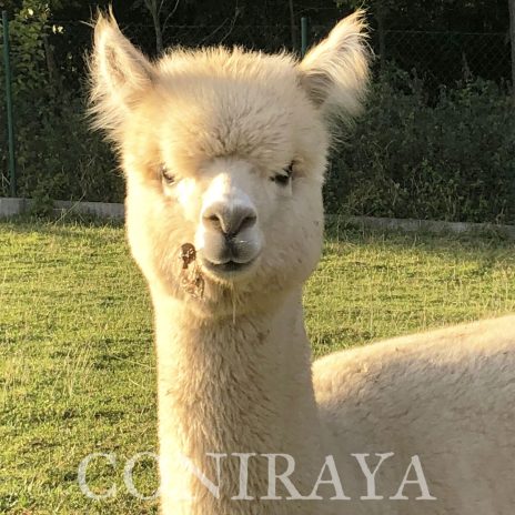 Coniraya Signora Miraflores 1