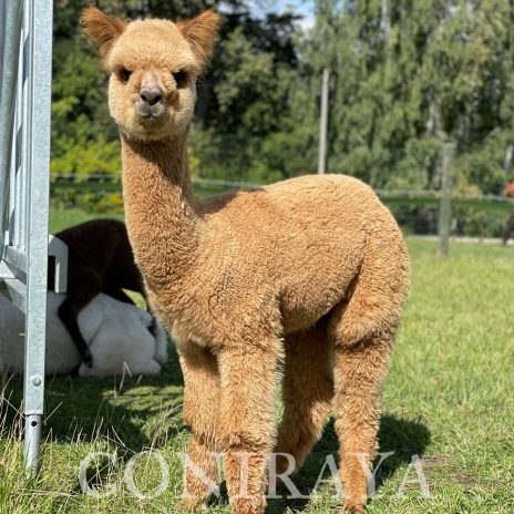 Coniraya Silent Hunter 1