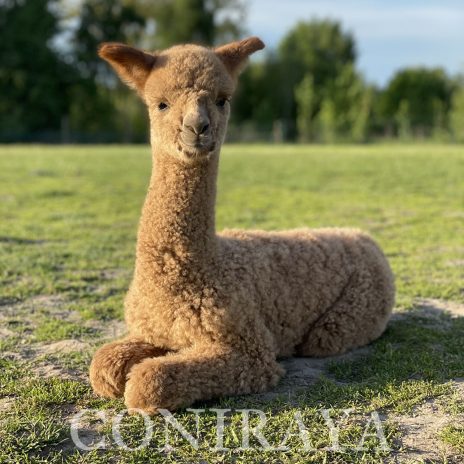 Coniraya Silent Hunter 2