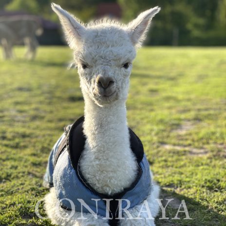 Coniraya Tarragon of Mars 2