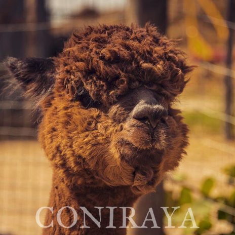 Coniraya Timbertop CT Grand Slam 2