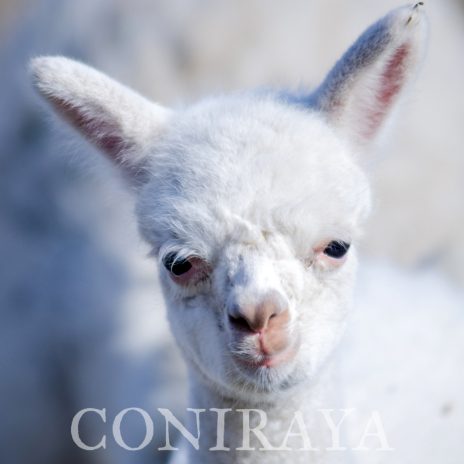 Coniraya Tupungato 2