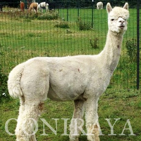 Coniraya Wessex Peruvian Julio 2