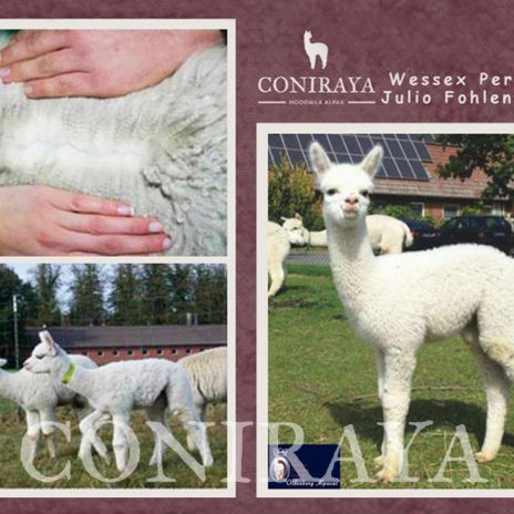 Coniraya Wessex Peruvian Julio 3