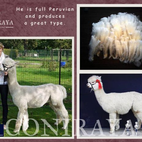 Coniraya Wessex Peruvian Julio 4